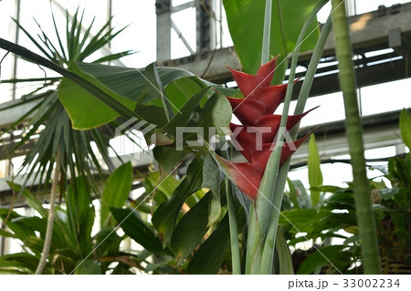 筑波実験植物園ヘリコニア・カリバエア 33002234