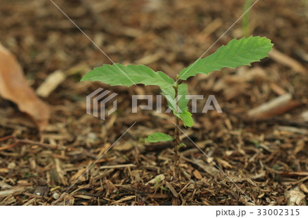 自然　植物　クヌギ、実生です。高さは数センチですが葉っぱは大人のクヌギとほぼ同じ形です 33002315