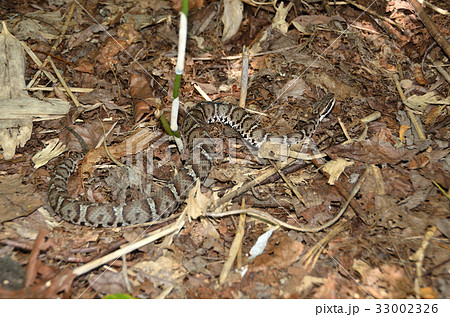 マムシ　札幌市 33002326