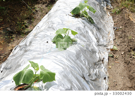 農薬が効いた胡瓜畑 33002430