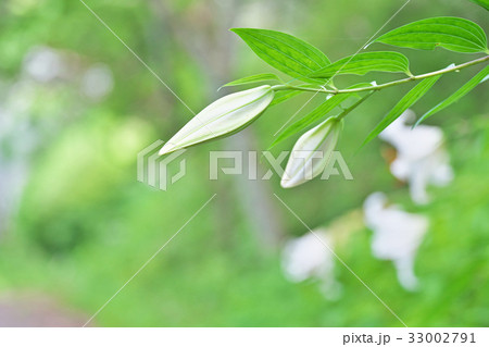 白いヤマユリの花 33002791