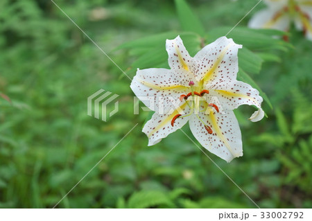 白いヤマユリの花 33002792