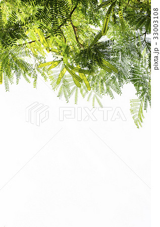 branch on white background, green leaf isolate. 33003108