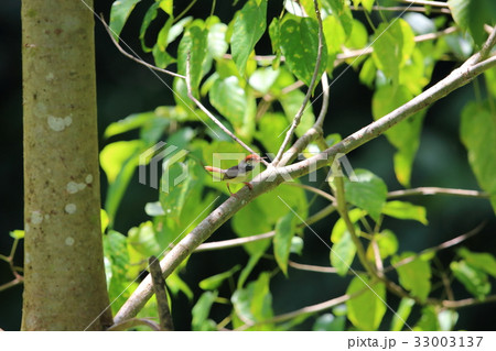 ズアカサイホウチョウ ズアカサイホウチョウ 33003137