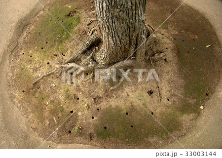 蝉穴 蝉穴 33003144