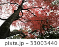 紅葉　樹木　大木　老木 33003440