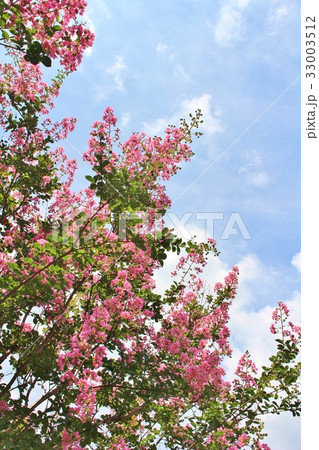 サルスベリと夏空 33003512