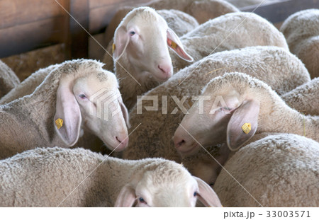 sheep in farm sheep in farm 33003571