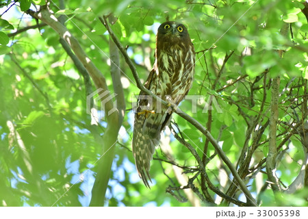 【野鳥】背伸びをするアオバズク 33005398