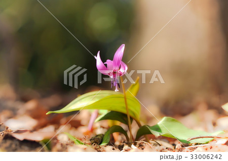 カタクリの花 カタクリの花 33006242