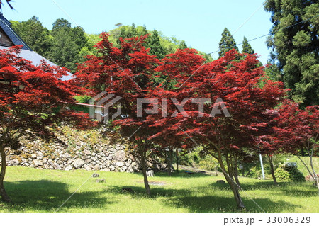 玉雲寺のノムラカエデ 33006329
