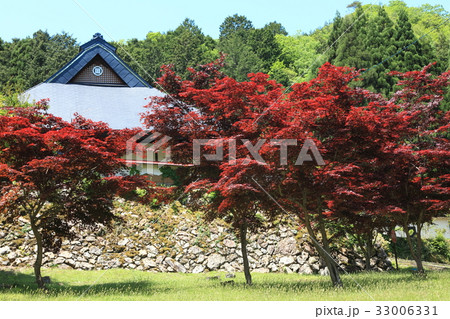 玉雲寺のノムラカエデ 玉雲寺のノムラカエデ 33006331