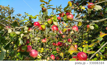 Branches of an apple tree with ripe red fruits 33006384