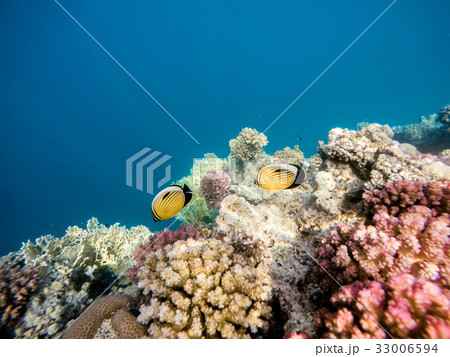 Blacktail butterflyfish on Coral garden in red sea, Marsa Alam, Blacktail butterflyfish on Coral garden in red sea, Marsa Alam, 33006594