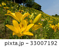 黄色いゆり園 33007192