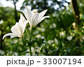 森の中の百合 33007194