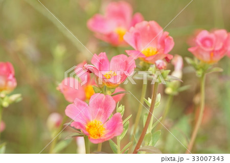 ポーチュラカ ヘラマツバボタン ぽーちゅらか 33007343