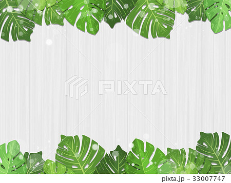 ボタニカル 熱帯植物 フレーム 葉っぱ 白のイラスト素材