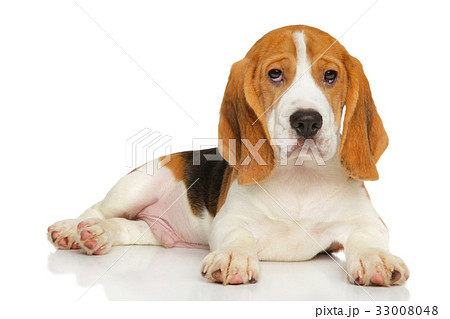 Beagle puppy on white background 33008048