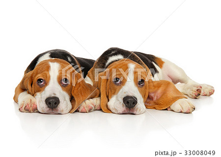 Two Beagle puppy Two Beagle puppy 33008049
