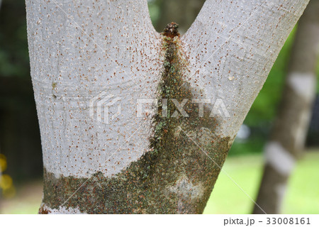 アオダモの樹の二股 33008161