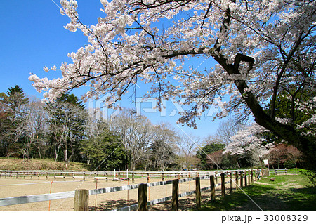 相馬中村神社(相馬市) 相馬中村神社(相馬市) 33008329