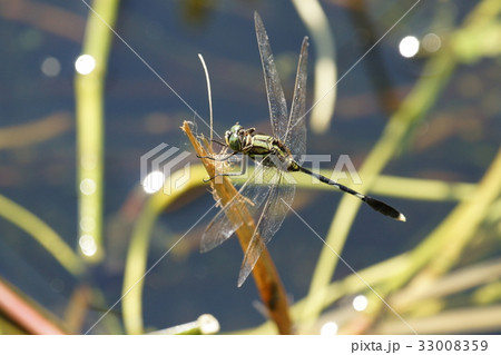 トンボ とんぼ ドラゴンフライ 33008359