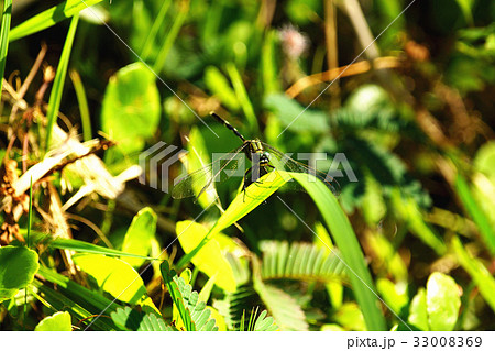トンボ とんぼ ドラゴンフライ 33008369