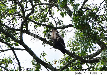 鳥綱 台湾 山林 33008372