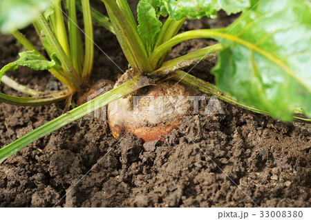 Organic golden beets growing in bed Organic golden beets growing in bed 33008380