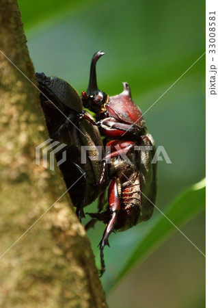 成虫 頭 頭部 33008581