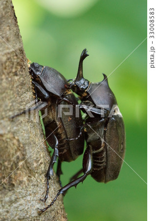 成虫 頭 頭部 33008583