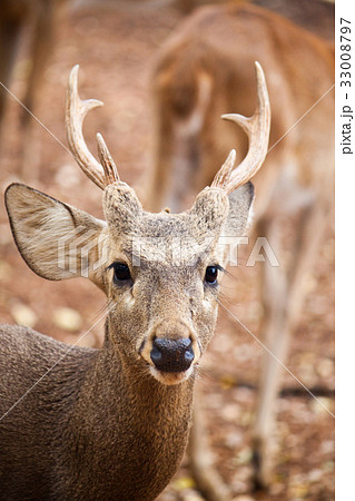 Sambar deer close up 33008797