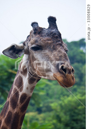 Giraffe 33008829