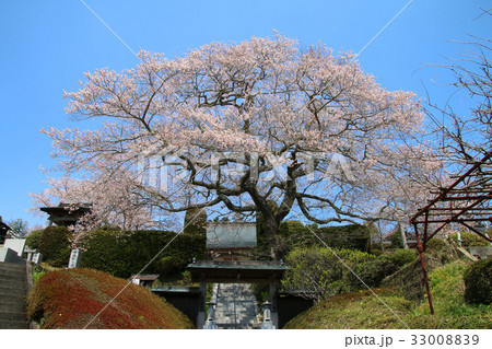 浄円寺の桜（南相馬市） 33008839