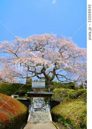 浄円寺の桜(南相馬市) 浄円寺の桜(南相馬市) 33008840