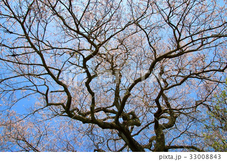 浄円寺の桜（南相馬市） 33008843