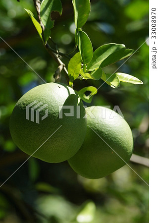 ユズ 柚 文旦 33008970