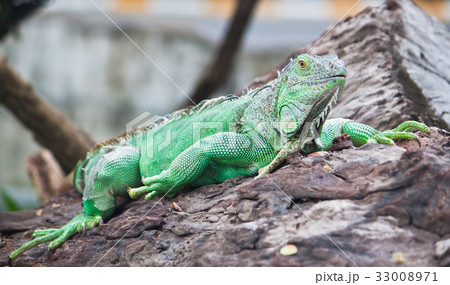 green iguana on wood green iguana on wood 33008971