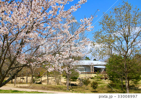 南相馬市立博物館の桜(南相馬市) 南相馬市立博物館の桜(南相馬市) 33008997