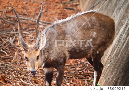 Magnificent male Nyala close up Magnificent male Nyala close up 33009215