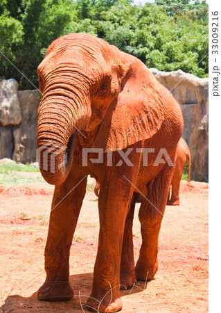 African elephant 33009216
