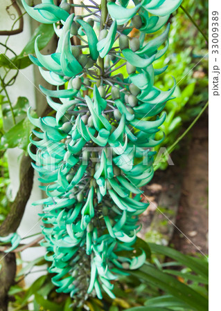 Emerald creeper,Tropical Flower,Thailand 33009389