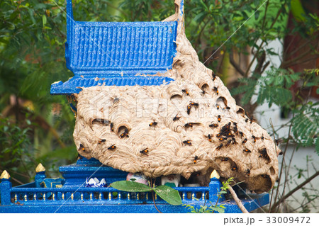 Wasp nest on the Joss house. 33009472