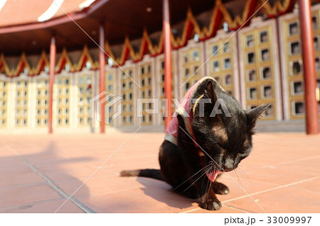 バンコクの寺院で顔を洗う猫 バンコクの寺院で顔を洗う猫 33009997
