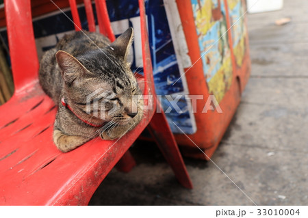 バンコクの屋台のイスで昼寝をする猫の写真素材 [33010004] - PIXTA