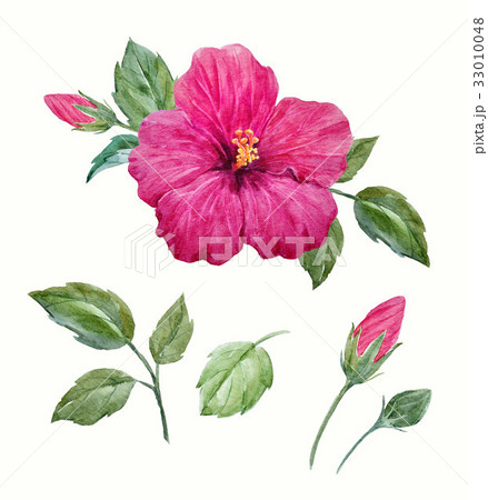Watercolor tropical hibiscus flower 33010048