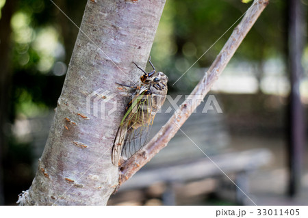 クマゼミ クマゼミ 33011405