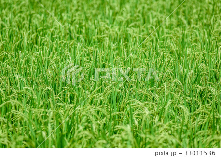 夏の田んぼ 稲穂 夏の田んぼ 稲穂 33011536