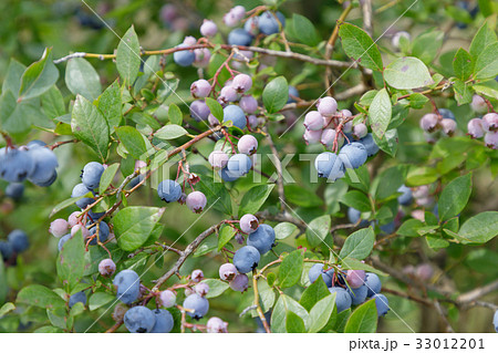 ブルーベリー レガシー（果樹園） 33012201